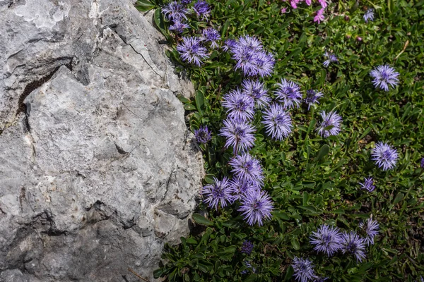 Μοβ Λουλούδια Πράσινο Γρασίδι Και Βράχους Ενώ Πεζοπορία — Φωτογραφία Αρχείου