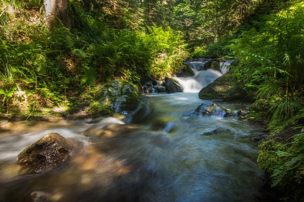 Pflanzen Und Schöner Kleiner Bach Beim Wandern Wald — Stockfoto