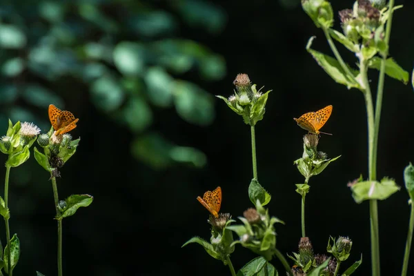 Viele Orangefarbene Schmetterlinge Auf Blumen Der Natur — Stockfoto