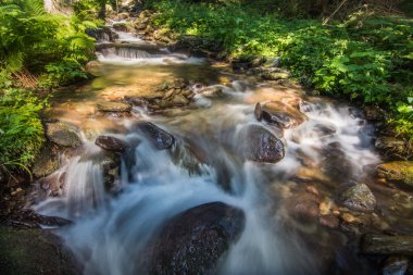 Gölgeli bir doğa koruma alanının gölgeli ormanında bir sürü kayalık dere.