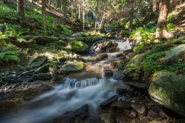 Ormanda yürürken taşlarla akan dere.