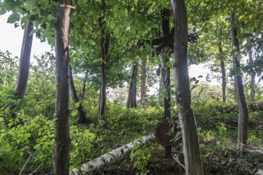 Eski bir mezarlığın yanındaki ormandaki ağaçlar arasında paslı bir geçiş.