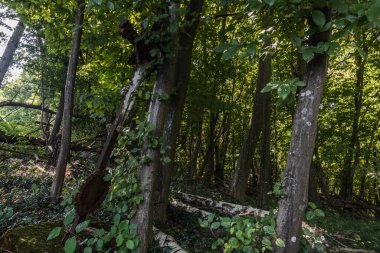 Mezarlığın yanındaki eski paslı haç.