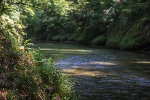 Grashalme Rande Eines Baches Beim Wandern Sommer — Stockfoto