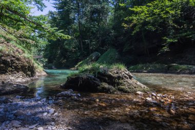 Yazın yürürken ormandaki bir derede ada