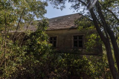 Ormanda ağaçlar ve bitkilerle dolu eski bir ev.