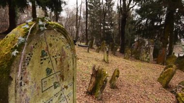 Ormandaki cips mezarlığında rüzgarda savrulan sarmaşık.