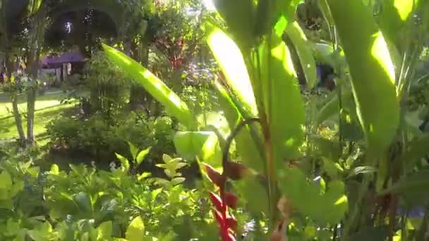 渡假时在印度尼西亚种满五彩缤纷花朵的花园 — 图库视频影像