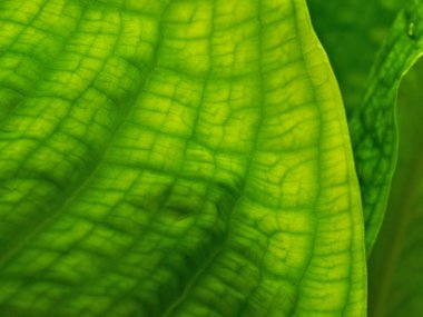 Kokarca bitki yaprak