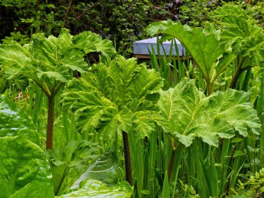 Gunnera bitkiler bahar