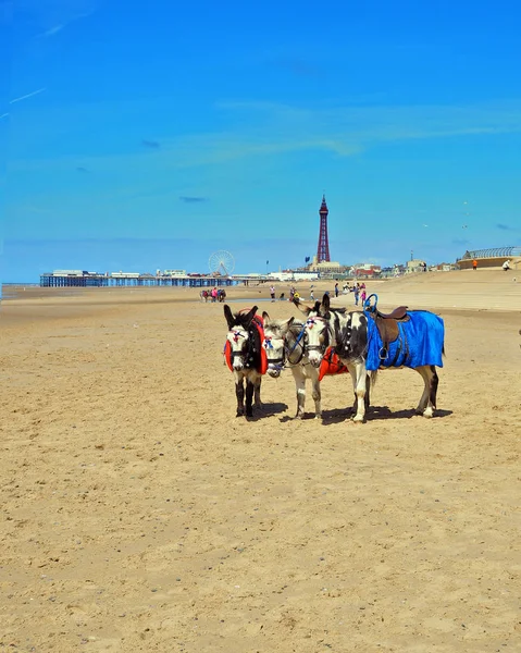 Åsneritt på Blackpool Stockfoto