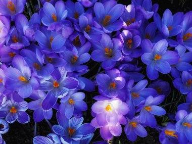 Lindos Rodos, Yunanistan