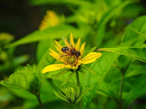 Zweefvliegen ons een bloem — Stockfoto