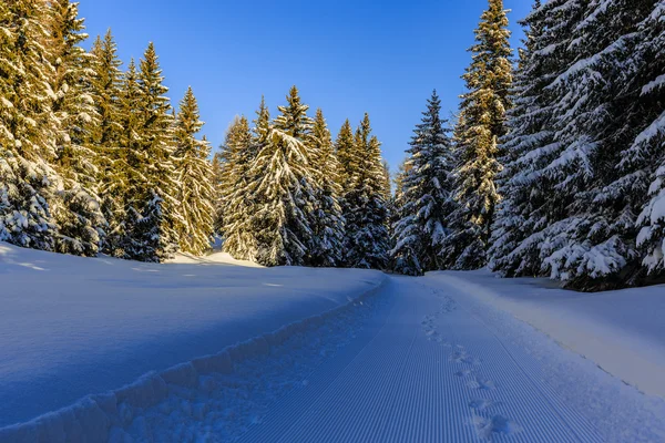 Vackert vinterlandskap med snötäckta träd — Stockfoto