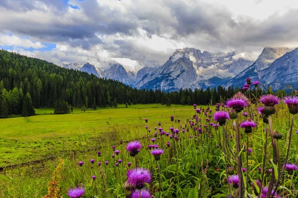 春番红花在塔特拉山 — 图库照片