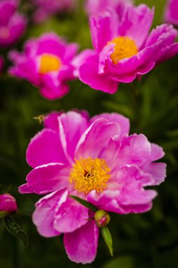 Büyük pembe Şakayık çiçekleri bahar bahçe çiçek açan.