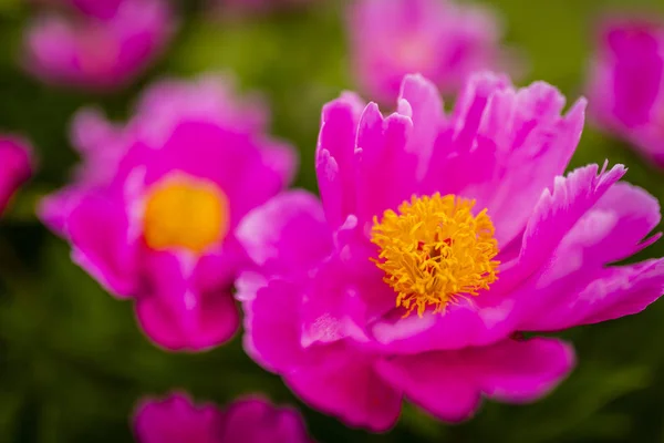 Big blooming pink peony flowers in spring garden. — Stock Photo, Image