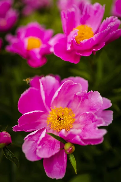 Flores de peônia rosa florescendo grandes no jardim de primavera . — Fotografia de Stock