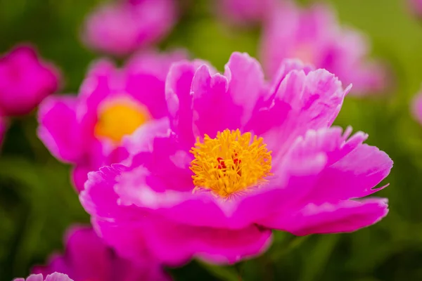 Великі квітучі рожеві півонійні квіти у весняному саду . — стокове фото