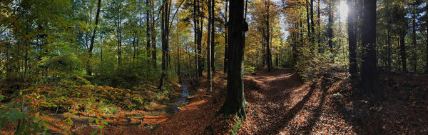 Golden shine autumn panorama scene in the forest, the morning su