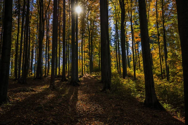 Golden shine panorama autunnale scena nella foresta, la mattina su — Foto Stock