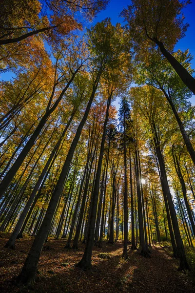 Golden brilhar cena panorama outono na floresta, a manhã su — Fotografia de Stock