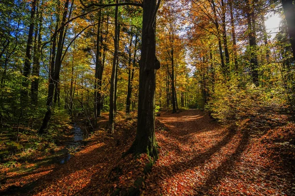 Altın Parlatıcı sonbahar panorama sahne ormandaki sabah su