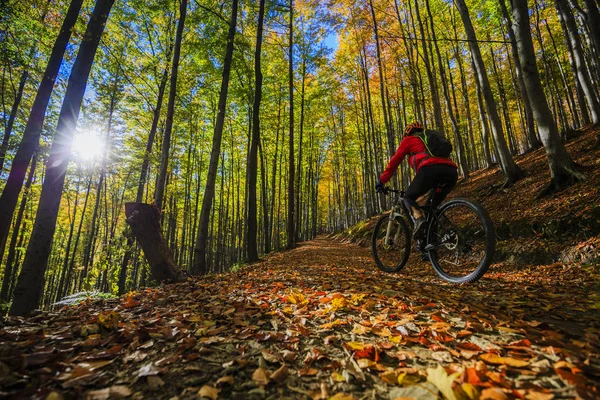 Jazda na rowerze, Góra kobieta bikeing na szlak rowerowy w lesie jesienią. — Zdjęcie stockowe