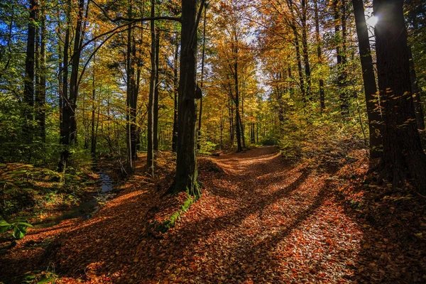 Escena de otoño de brillo dorado en el bosque, la mañana su — Foto de Stock