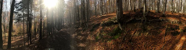 Golden shine autumn panorama scene in the forest, the morning su — Stock Photo, Image