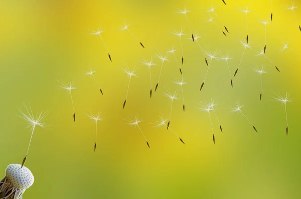朝の日差しの中でタンポポの種が新鮮な緑の黄色の背景を飛んでいます アレルギーとアレルギー性花粉の概念 — ストック写真