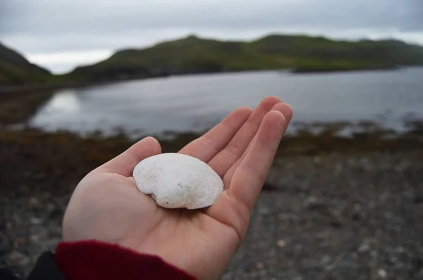 Deniz tarağı kabuk Shetland adalarında bulunan