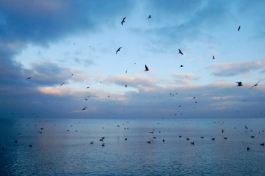 Güneş battıktan sonra Gdansk martılar