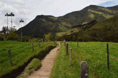 Cocora Vadisi, Kolombiya'da yürüyüş
