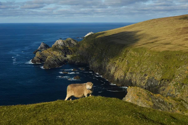 Fåren på Hermaness naturreservat på Shetlandsöarna — Stockfoto