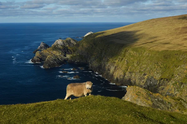 Koyun Hermaness tabiatı Shetland Adaları