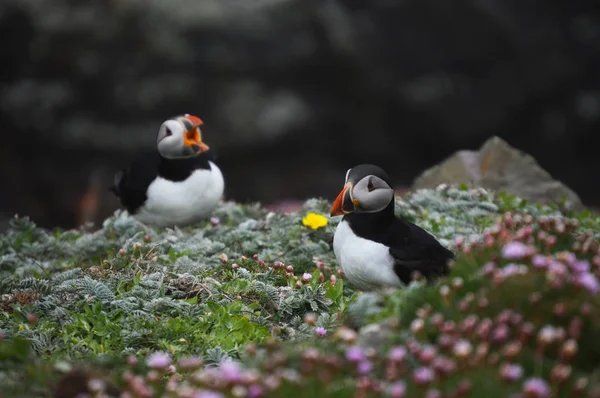 Martı kuşları Shetland Adaları
