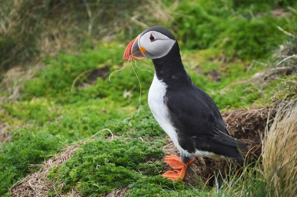 Martı kuşu Shetland Adaları, Sumburgh kafa
