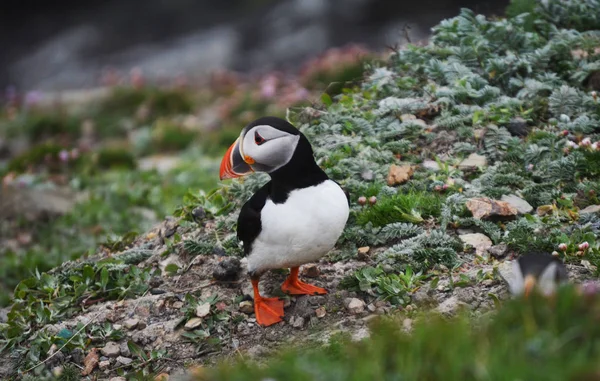Martı kuşu Shetland Adaları