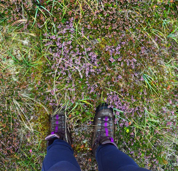 Turistické boty v heather, chůze na Shetlandských ostrovech — Stock fotografie