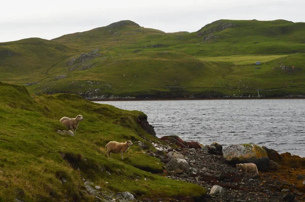 Paisaje con ovejas en Mavis Grind en las Islas Shetland —  Fotos de Stock