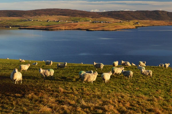 Ovejas y hermosa vista con lago de mar en las Islas Shetland —  Fotos de Stock