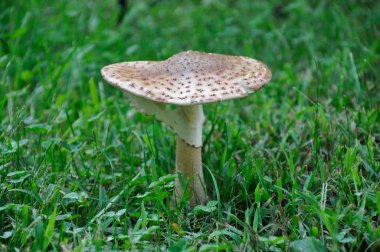 Yeşil çim üzerinde kahverengi ve beyaz mantar