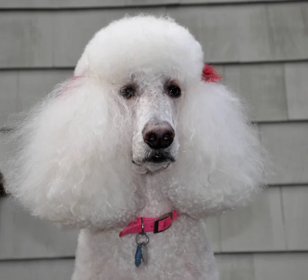 White Standard Poodle with Fluffy Ears