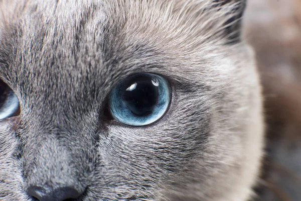 Gri Siamese pisica cu ochi albaștri holbându-se la ceva . — Fotografie, imagine de stoc