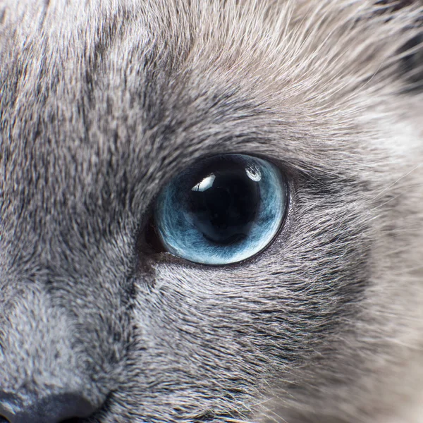 Gato siamés gris con ojos azules mirando algo . —  Fotos de Stock