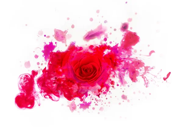 Piękna czerwona prawdziwa róża z akwareli plamy. — Zdjęcie stockowe