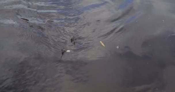 Solo pescados atrapados nadando bajo el agua y luego pescador sacarlo . — Vídeo de stock