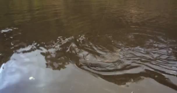 フックのボートの近くで泳いで抵抗する大きなパイク魚. — ストック動画