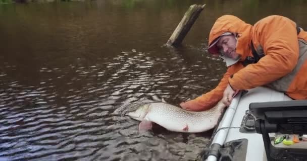 Pescador deixa ir apenas pegou peixe pique . — Vídeo de Stock